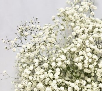Add Baby's Breath